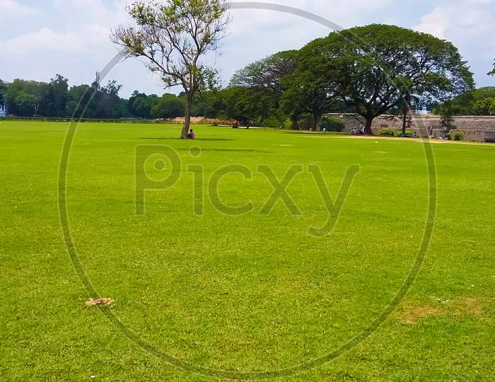 Green field or garden area with grass