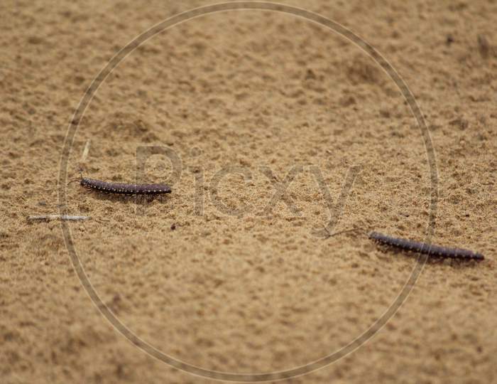 Close Up Of Caterpillar On Sand