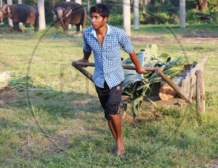 A Local Person Carrying Grass for Elephants