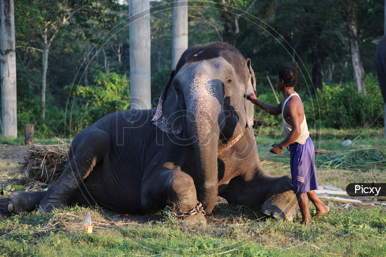 A Local Man with an Elephant
