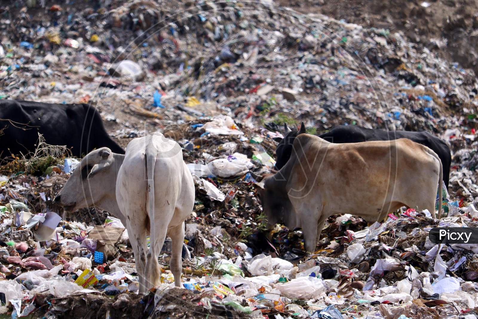 Cows and Bulls fetch for food At A Garbage Dump On The Eve Of World Environment Day In Ajmer, Rajasthan, India On 04 June 2020.