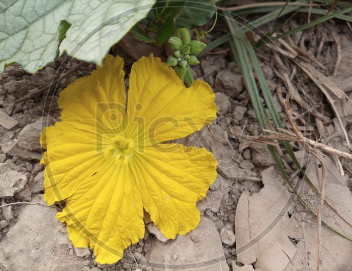 Unique Yellow Flower