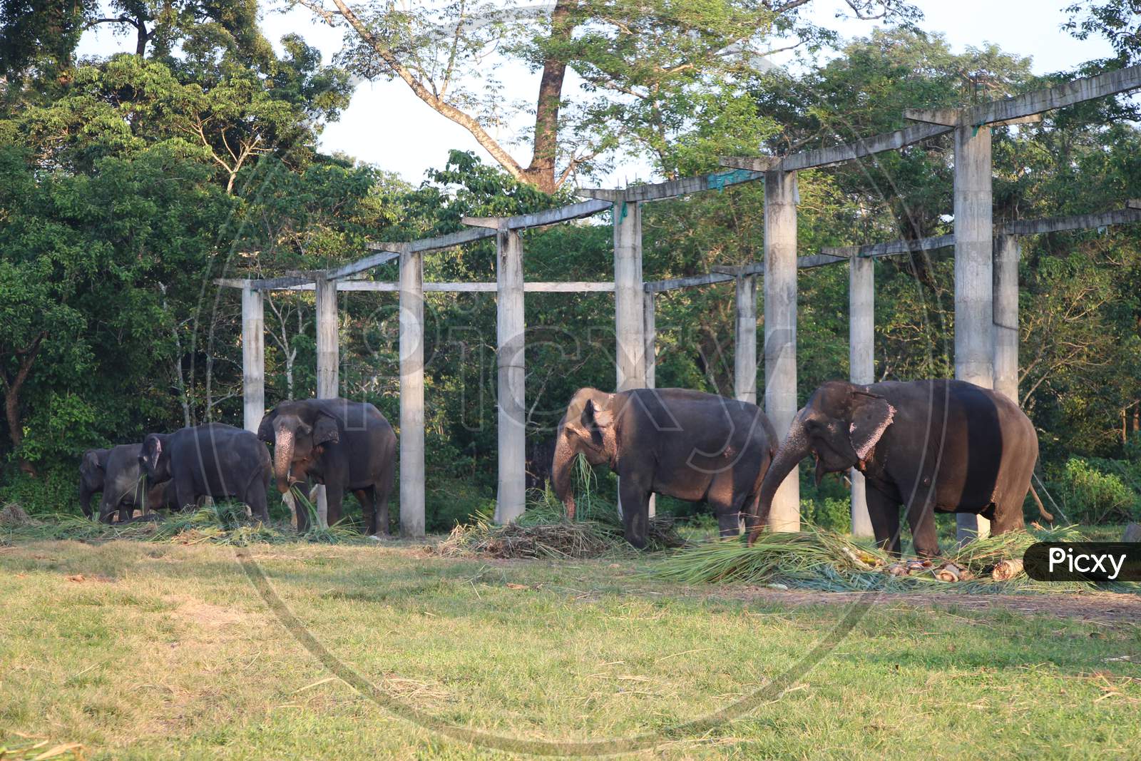 Elephants eating grass in a Zoo