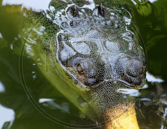 Crocodile (Alligator) eye. Detail of crocodile eye looking beautiful.  Gharial (Gavialis gangeticus). Bhutan Crocodile park.