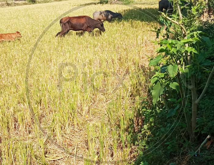 Indian Buffalo cow calf grazing grass field summer season sunlight day