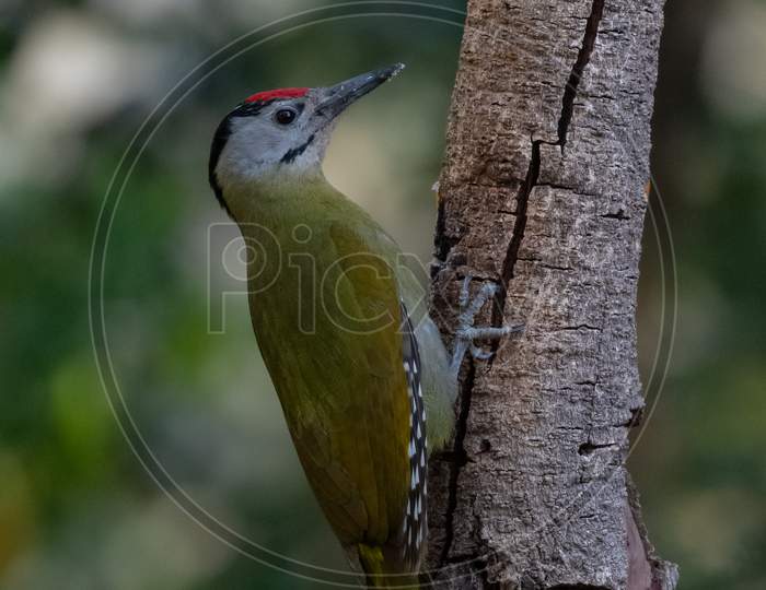 Grey-Headed Woodpecker (Picus canus) bird