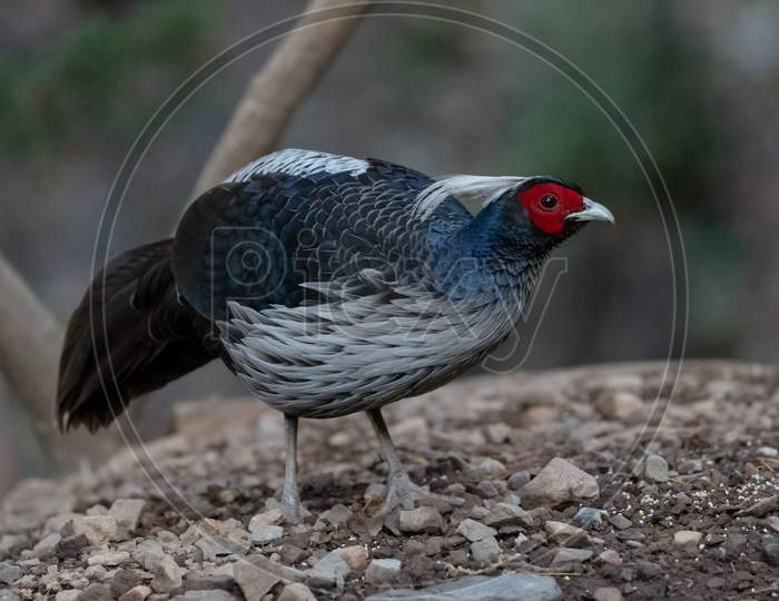 Khaleej Pheasant (Lophura leucomelanos) bird