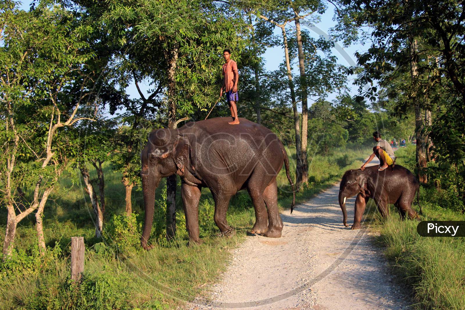 Elephants crossing A Path in a Zoo