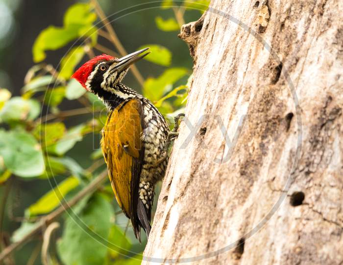 Golden back ( flameback,  black-rumped ) woodpecker