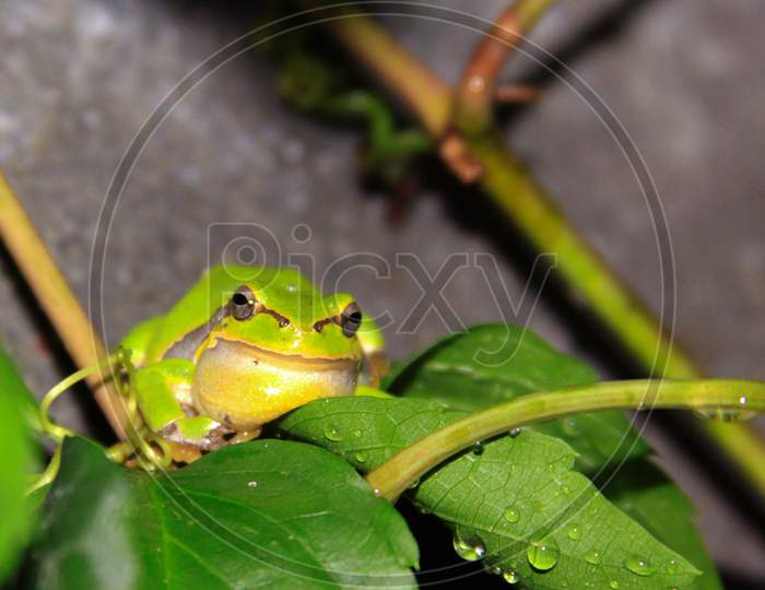 European Tree Frog (Hyla Arborea) On Plant Leaf