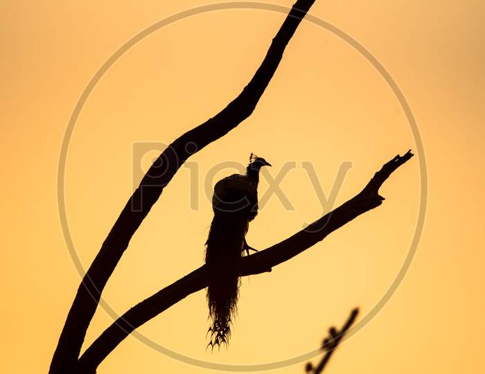 Peacock silhouette on a branch