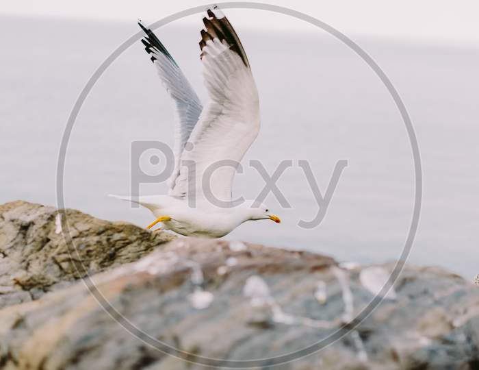 Beautiful Seagull Flying On The Rocky Beach
