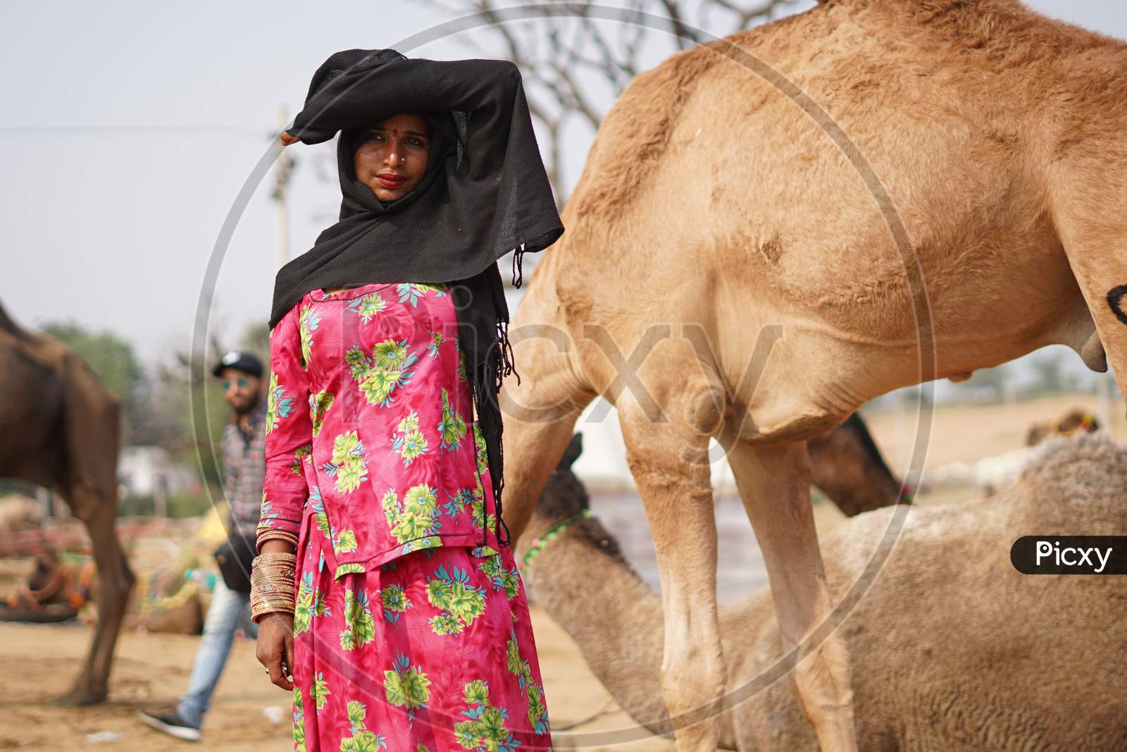 Pushkar, Rajasthan / India- June 5 2020 : A Girl Hiding Her Face From Sunlight With Many Camels In Her Background During Camel Fair In Pushkar.