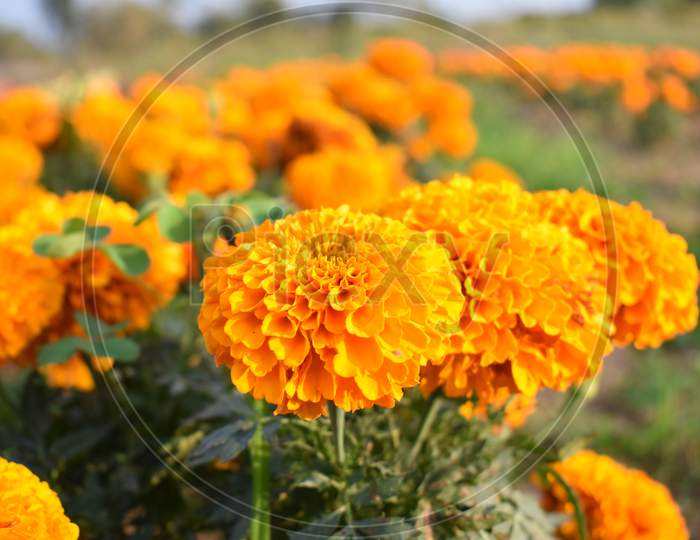 Marigold flowers are blooming in the cultivation field