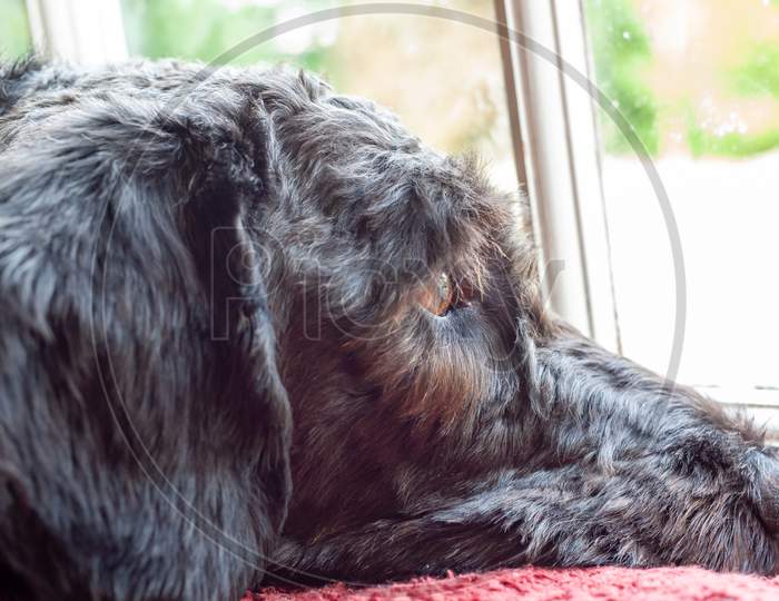 Close Up Of Head Of Labradoodle Looking Out Of A Window. Focus On Eye, Background Blurry