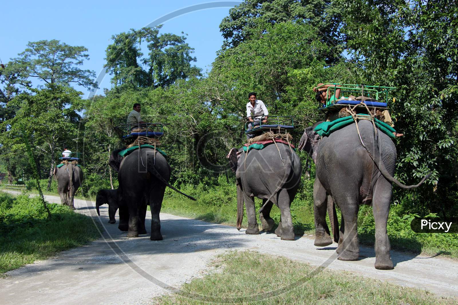 Local People on Elephants walking on a Path