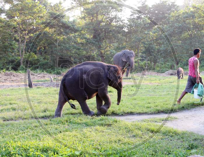 A couple of Elephants walking in a Zoo