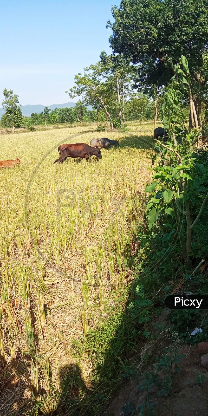 Indian Buffalo cow calf grazing grass field summer season sunlight day