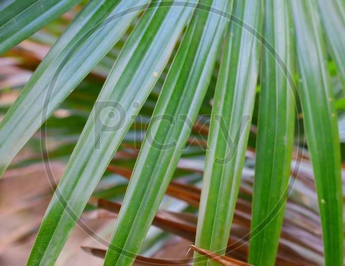 Blurred Palm Leaf