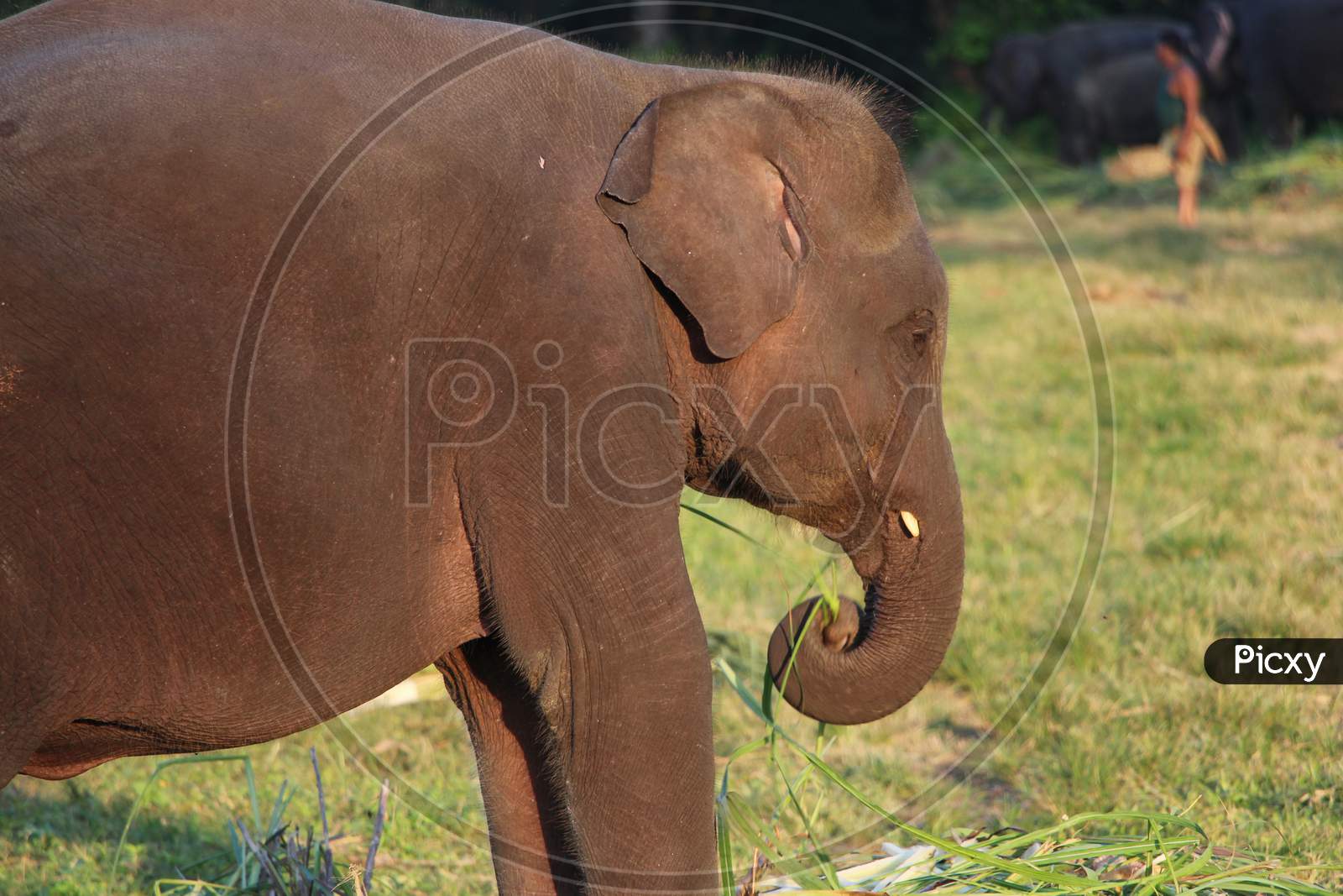 An Elephant eating grass in a Zoo