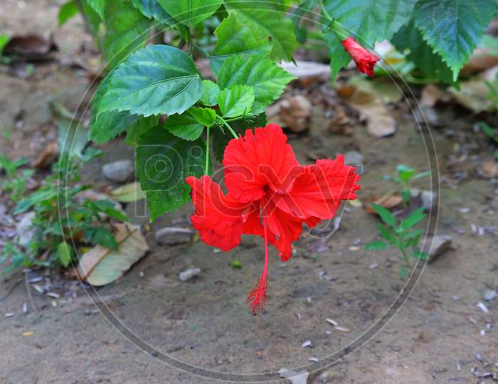 Red Flower And Hibiscus Tree In The Garden