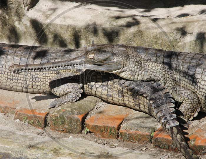 Crocodile (Alligator). Detail of crocodile body looking beautiful. V-shaped crocodile jaw in a zoo of Bhutan.  Gharial (Gavialis gangeticus). Bhutan Crocodile park.