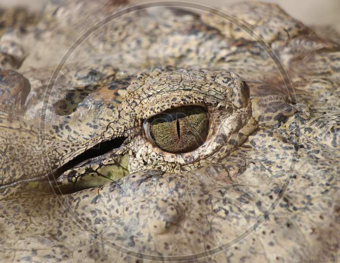 Crocodile (Alligator). Detail of crocodile body looking beautiful. V-shaped crocodile jaw in a zoo.