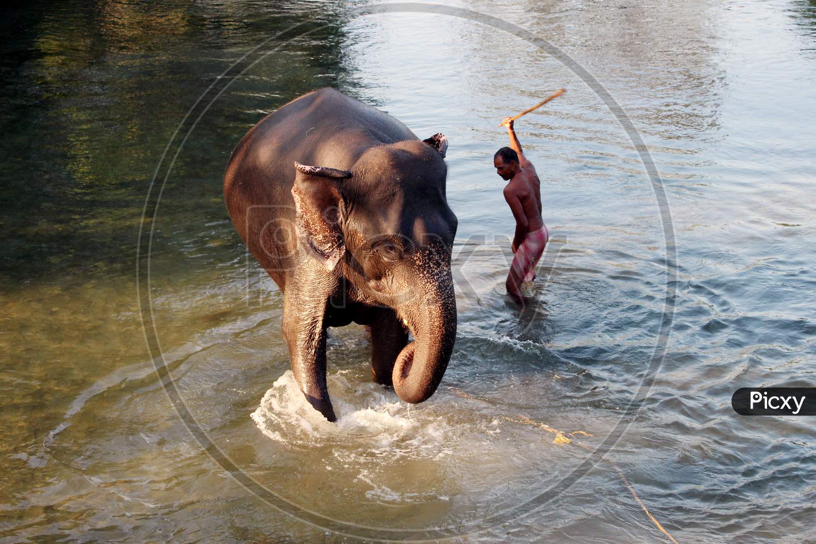 An Elephant bathing in a Water Flow