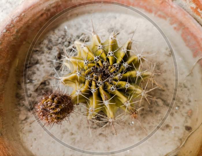 Unique Cactus