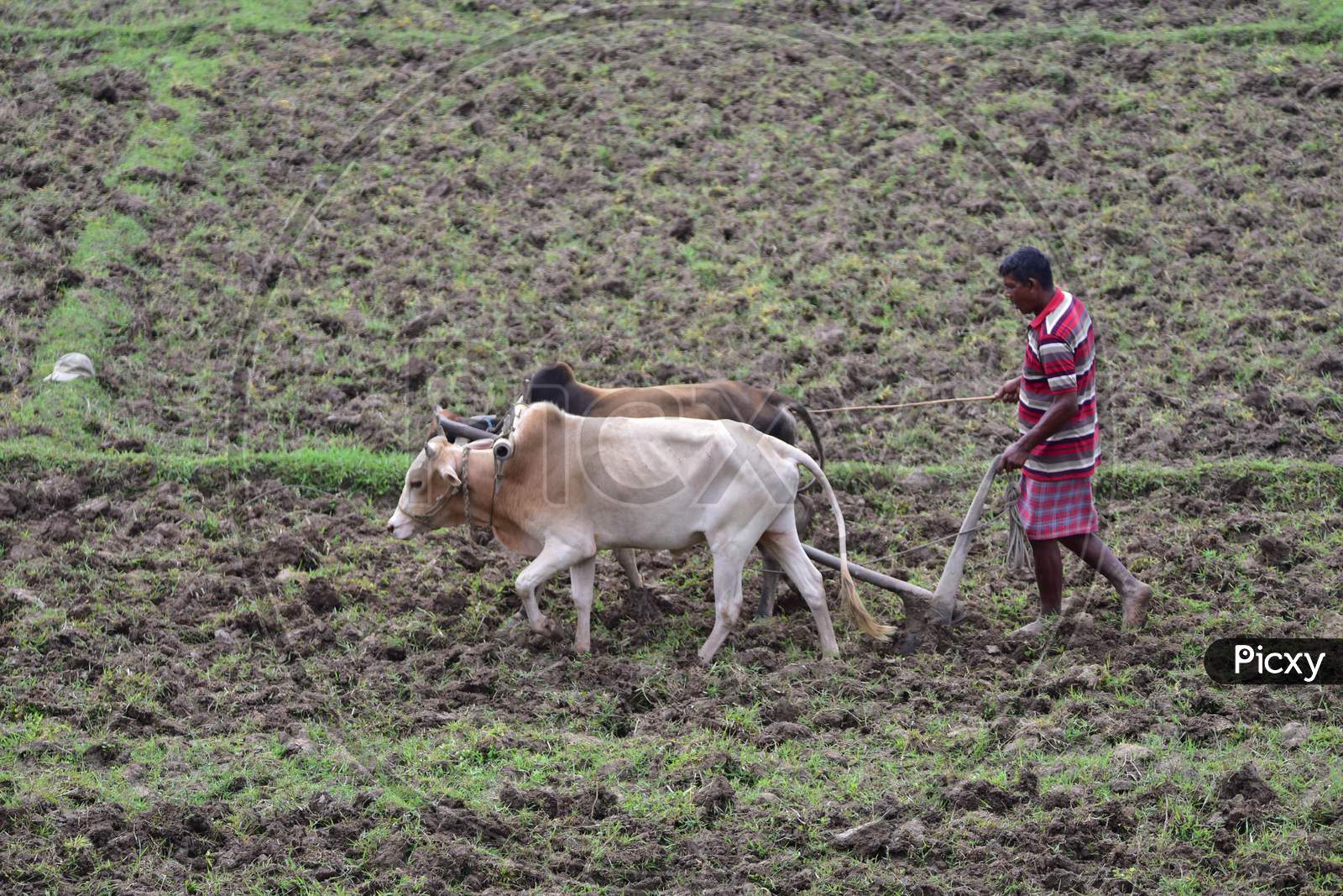 Farmer Ploughing  A Paddy Field At Dharamtul In Morigaon District Of Assam On June 4,2020.