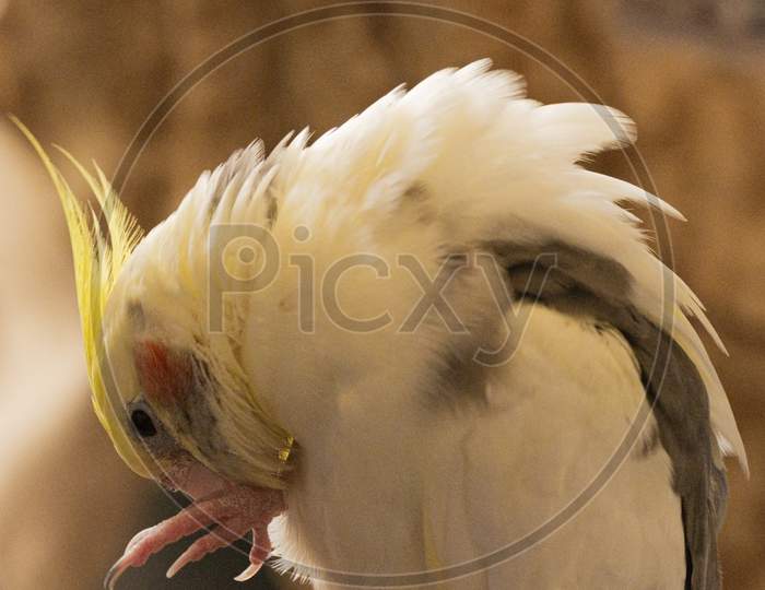 A close up of cockatiel bird