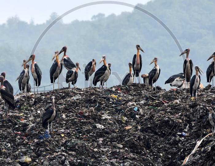 A Flock Of Adjutants Storks Sit On A Garbage Dump At Boragaon In Guwahati, Thuresday, June 4, 2020.