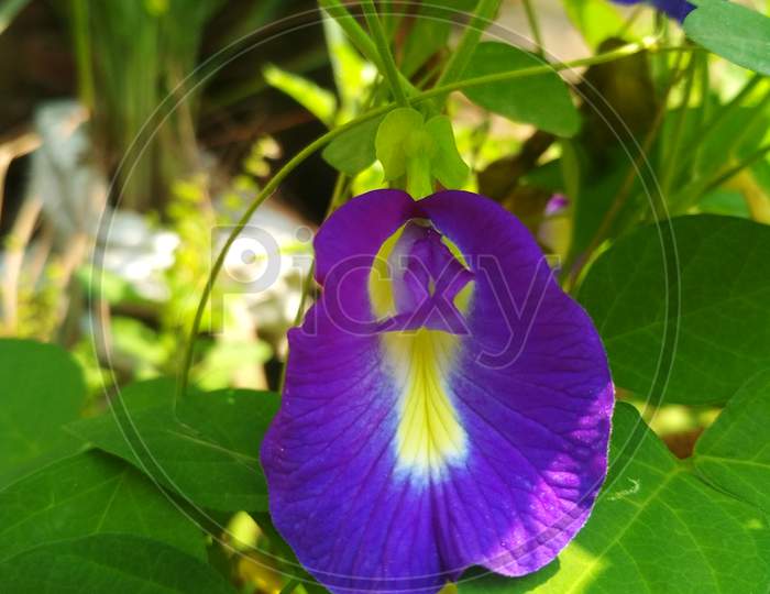 Clitoria ternatea (Aprajita) Flowers, Colours of Blue and yellow, green leaves and branches, Homemade Flowers