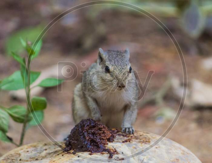 Close Up Of Small Squirrel Looking For Food On The Ground