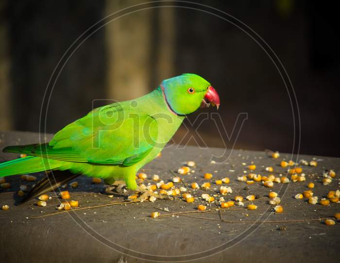 Green Indian Ringneck Parakeet, Colorful Parrot Eating Corn Slice, Phuket Bird Park,