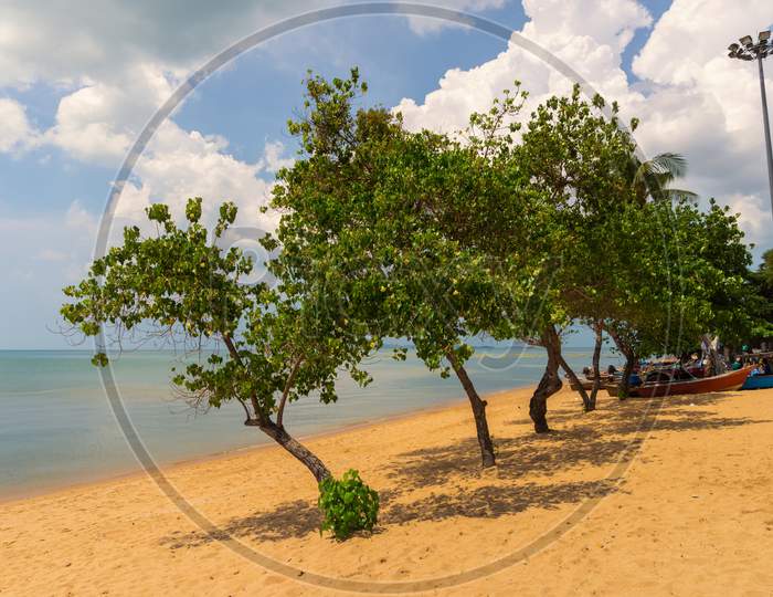 A Couple Of Small Trees On The Public Beach Of Jomtien,Thailand