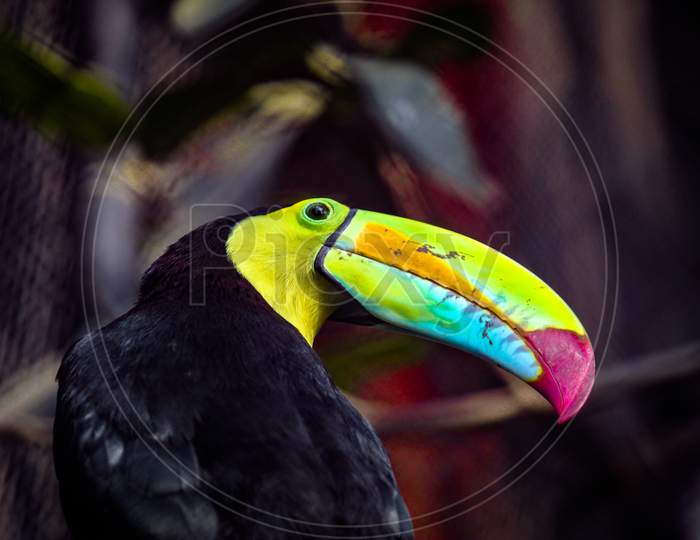 The keel billed toucan