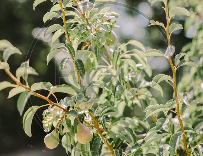 Green Pears Tree In Summer