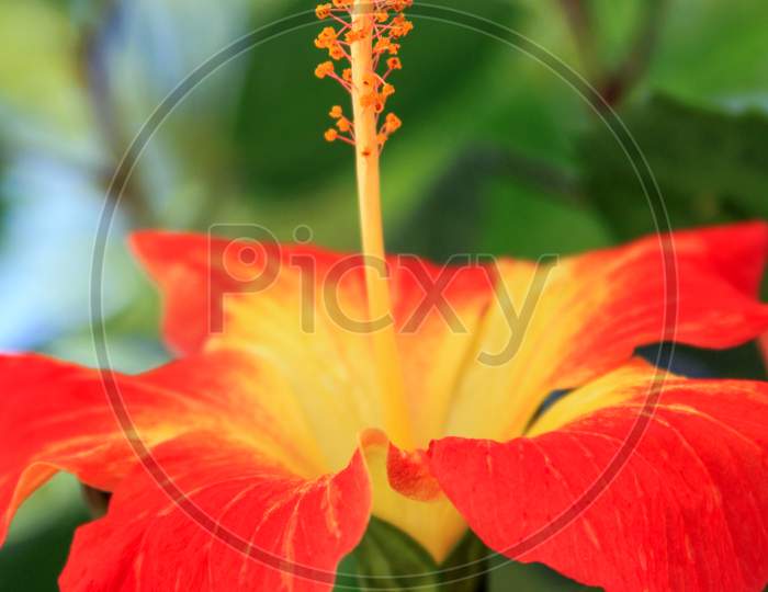 Red Tropical Hibiscus Flower In Bloom Blurred
