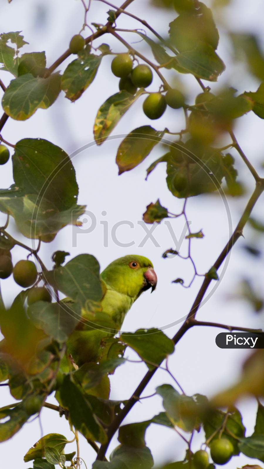 Parrot camouflaging on a ziziphus tree
