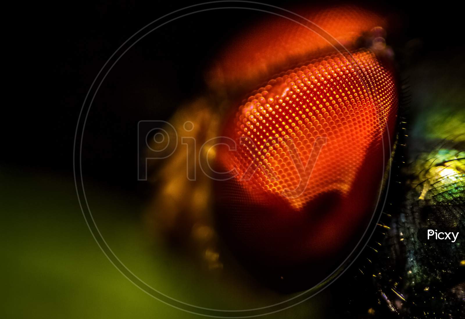 Housefly Eyes Close Up Macro Shot. The Housefly Is A Fly Of The Suborder Cyclorrhapha, And Has Spread All Over The World As A Commensal Of Humans. It Is The Most Common Fly Species Found In Houses