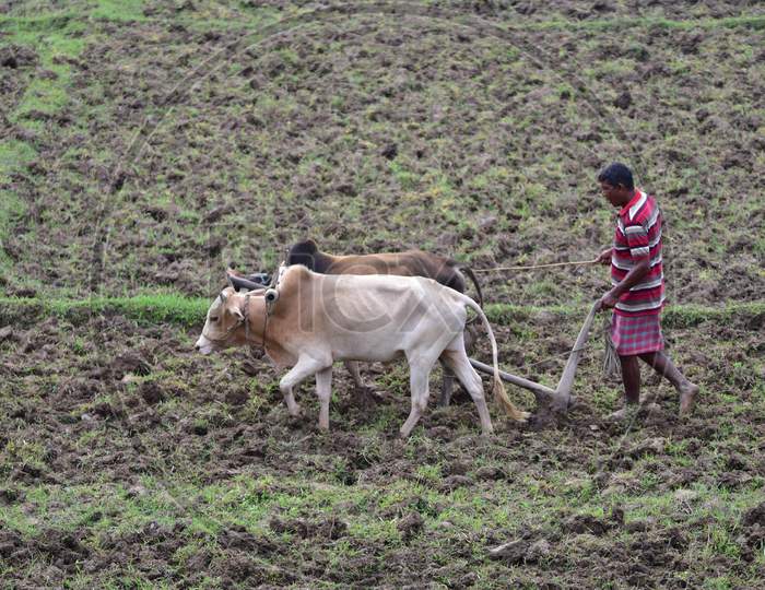 Farmer Ploughing  A Paddy Field At Dharamtul In Morigaon District Of Assam On June 4,2020.