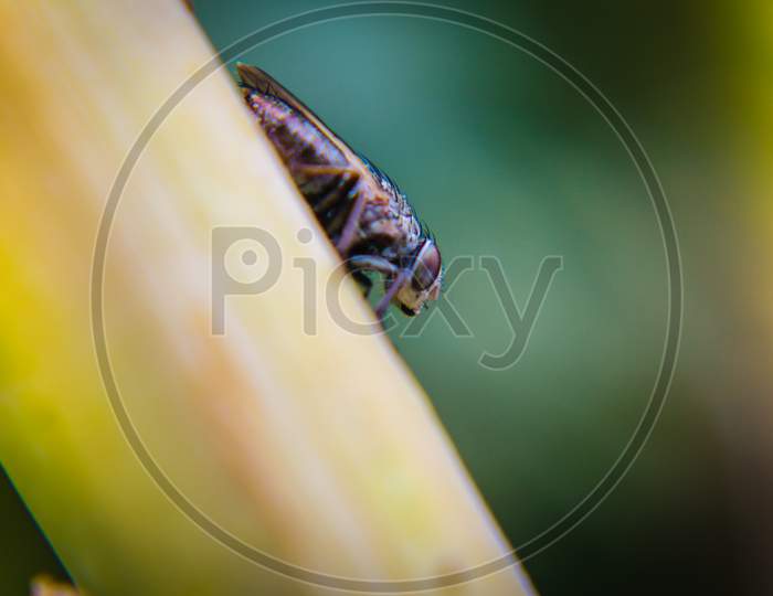 Macro Picture Of Fly On The Leaf