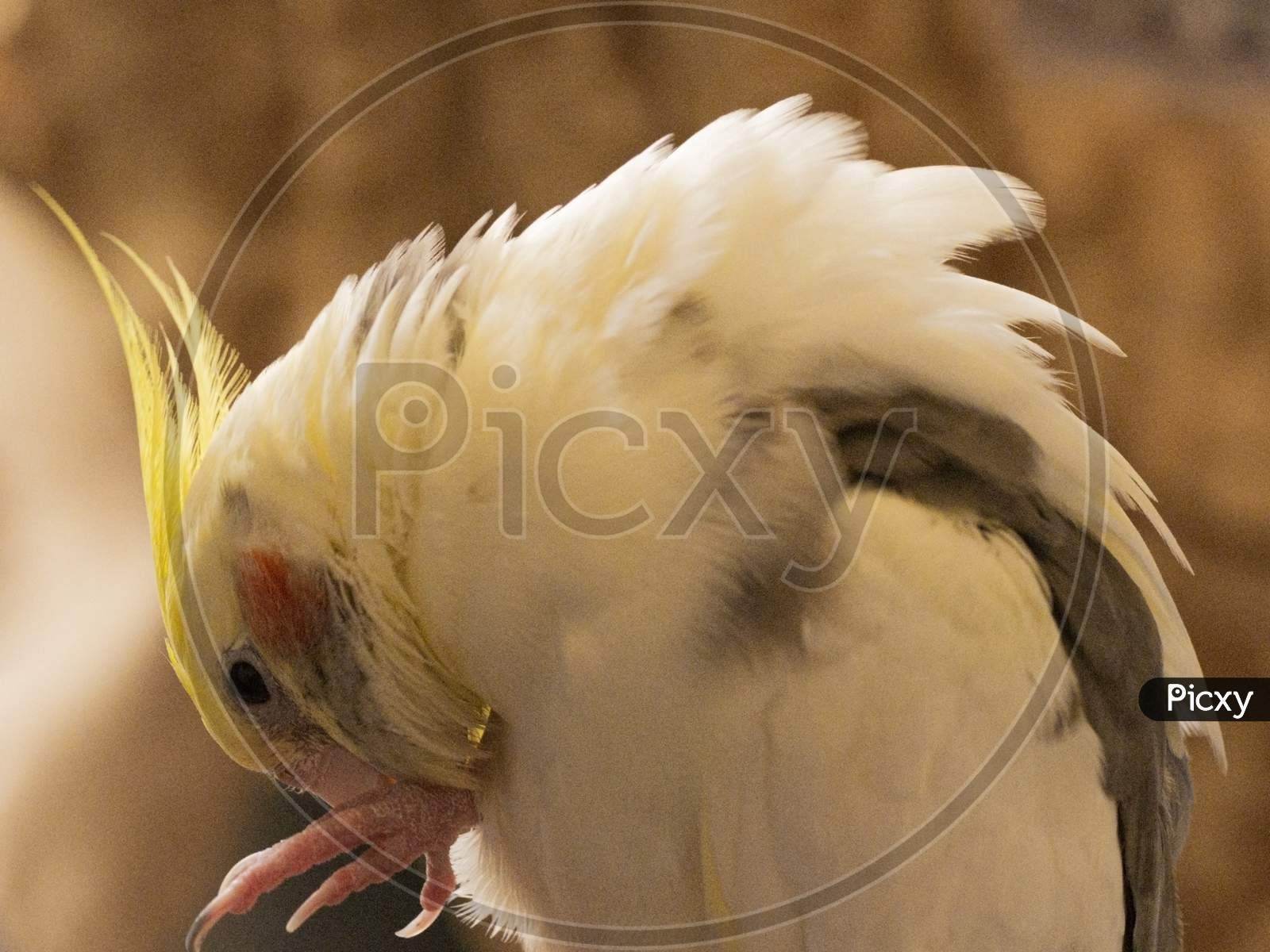 A close up of cockatiel bird