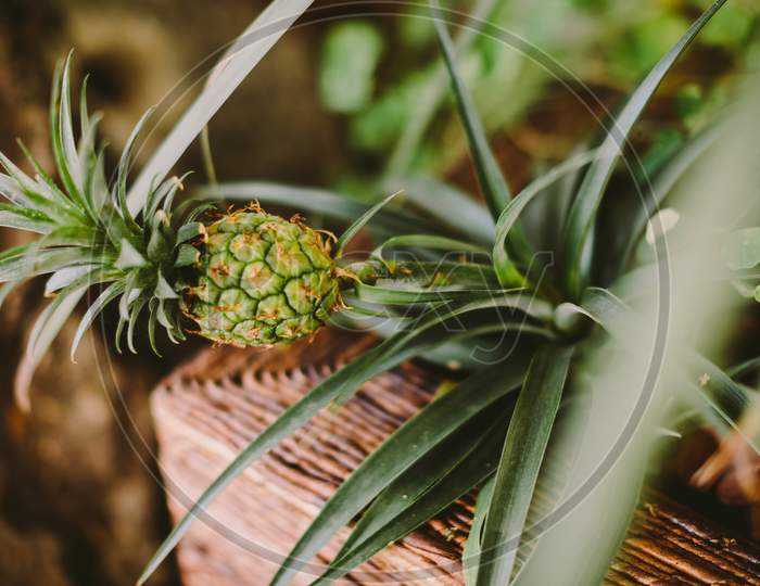 Small Green Pineapple On The Tree