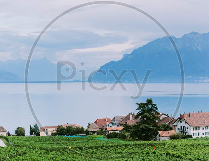 Vineyards With Mountains And Lake View