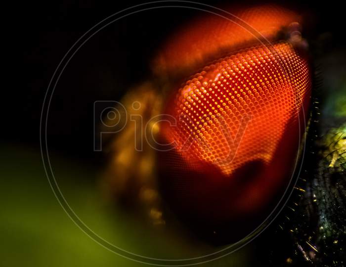 Housefly Eyes Close Up Macro Shot. The Housefly Is A Fly Of The Suborder Cyclorrhapha, And Has Spread All Over The World As A Commensal Of Humans. It Is The Most Common Fly Species Found In Houses