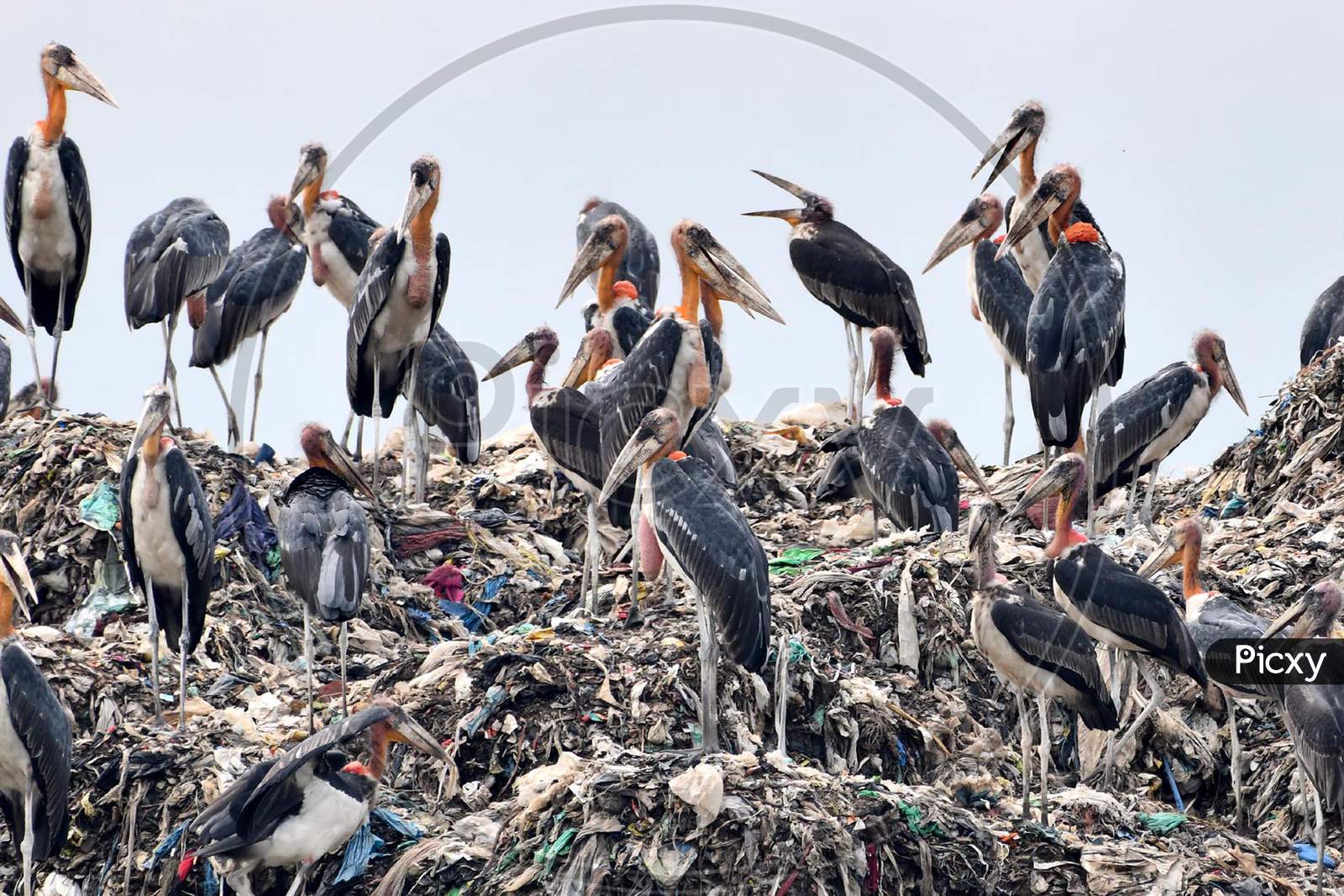 A Flock Of Adjutants Storks Sit On A Garbage Dump At Boragaon In Guwahati, Thuresday, June 4, 2020.