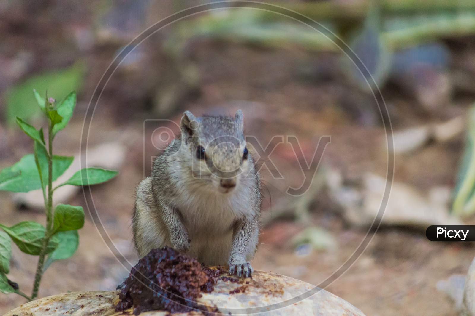 Close Up Of Small Squirrel Looking For Food On The Ground