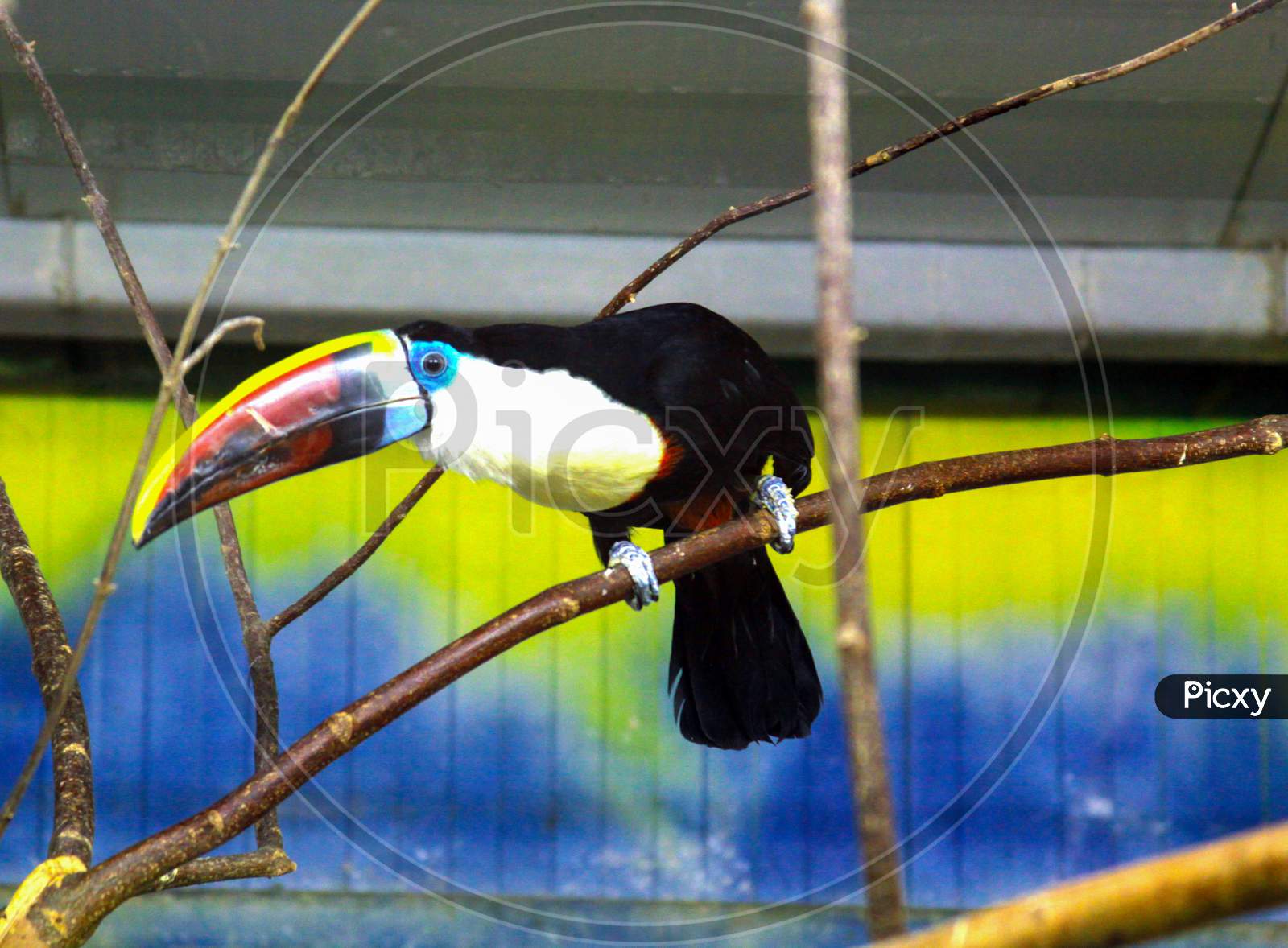 Toucan In Cage At Animal Center